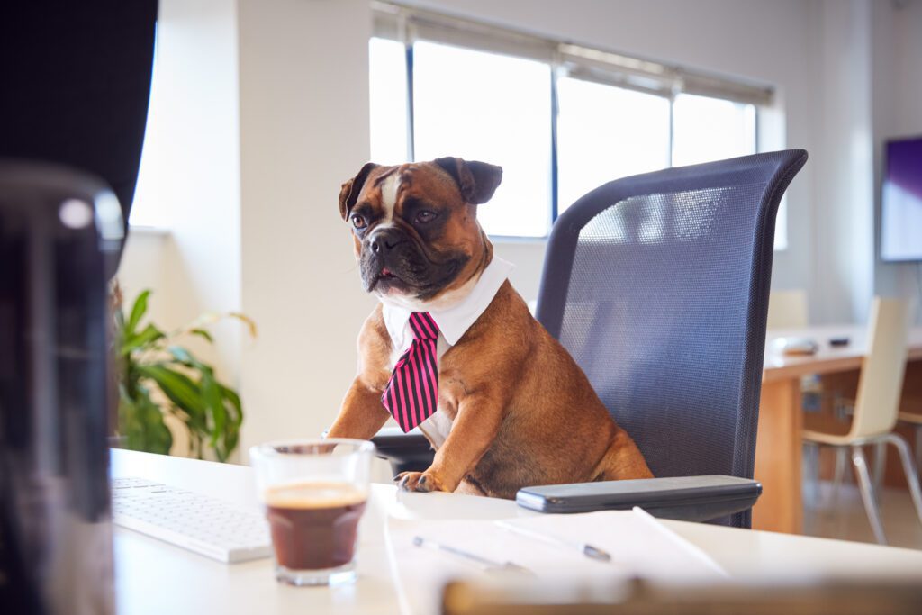 Dog boss in conference