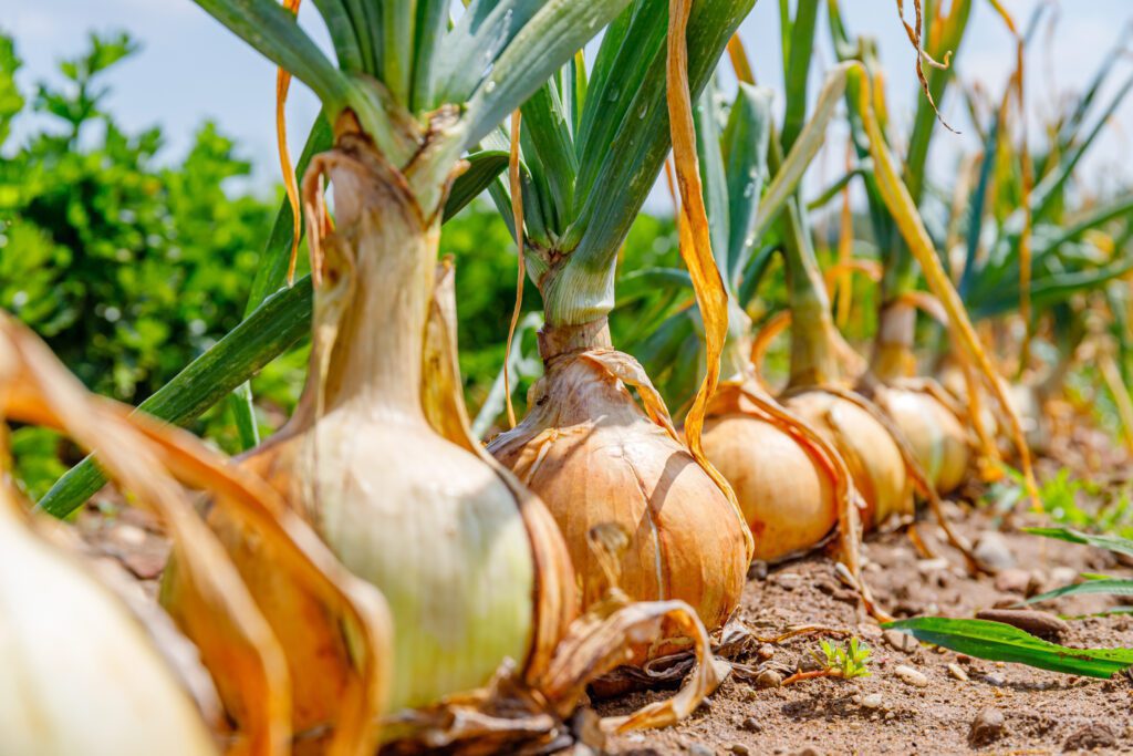A row of onions in soil