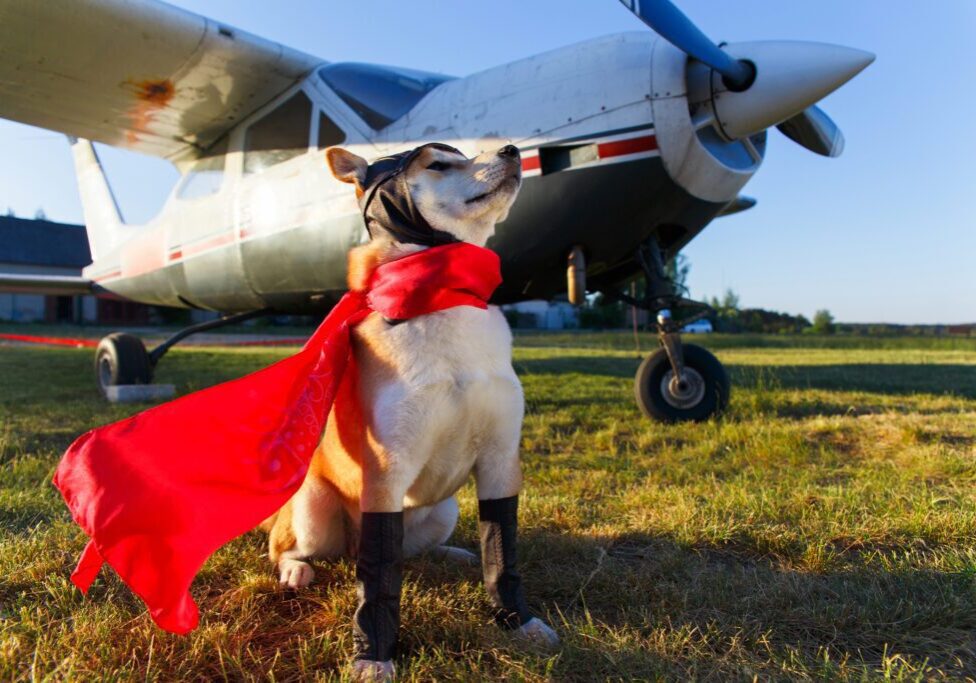 Resiliency for healthcare leaders dog with a cape