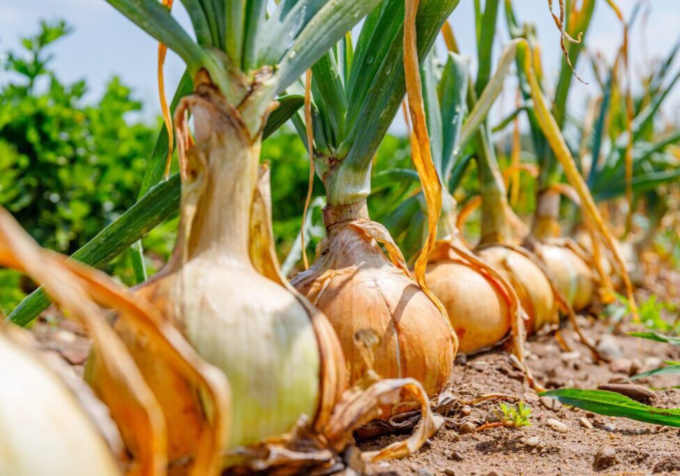 A row of onions in soil