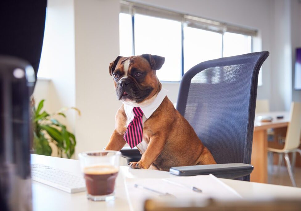 Dog boss in conference
